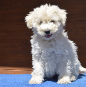 Perros Puli en venta